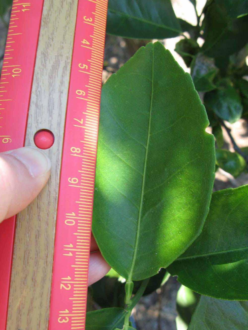              Unifoliolate leaf (Winter Haven, FL)       
